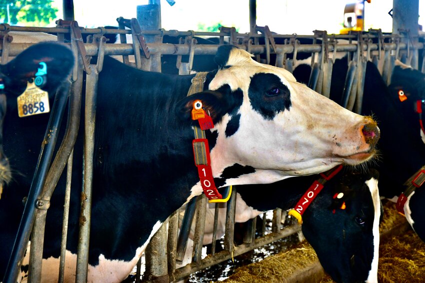 Cows wear a variety of tags and sensors to monitor their health.